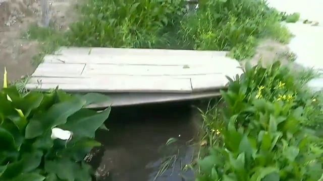 Балик бокиш.#Feeding fish at home.#Кормление рыбой в домашних условиях
