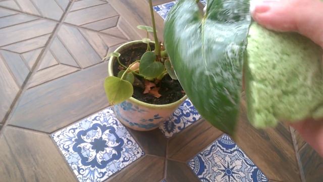 Щитовка. Доступный метод избавление от вредителя. смотреть онлайн