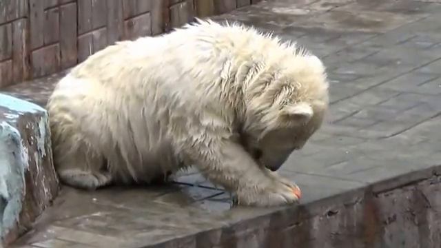 Шилка малышка белый медвежонок Зоопарк НСК смотреть онлайн