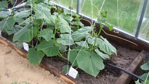 Что не хватает огурцам  Бледный цвет листьев  Листовая диагностика