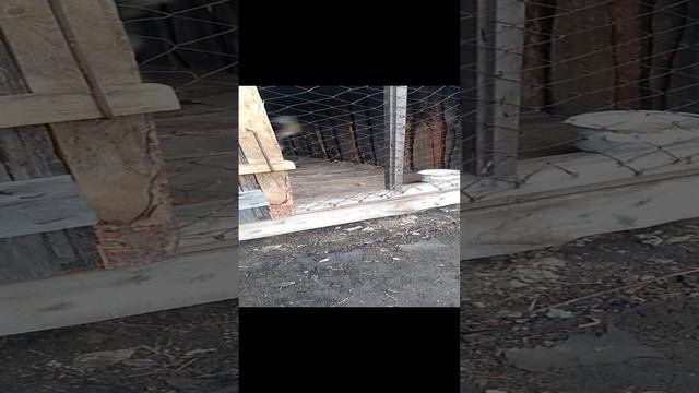 Эта милаха хочет гулять