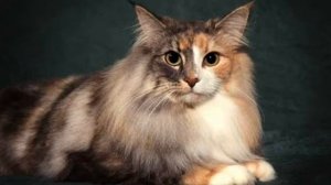 НОРВЕЖСКАЯ ЛЕСНАЯ КОШКА | ОПИСАНИЕ ПОРОДЫ