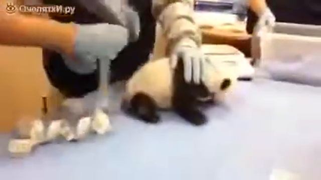 Бедный панда, жалобно кричит как человек... смотреть онлайн