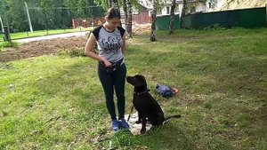 Дрессировка собак лабрадор 7 мес