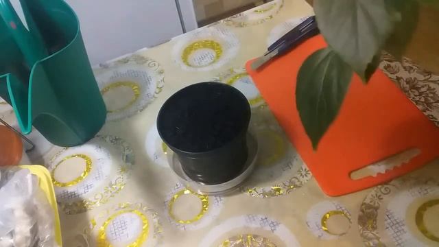 Укореняем Гибискус
