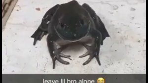 Лягушка мяукает