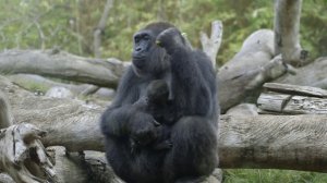 Малыш гориллы отдыхает