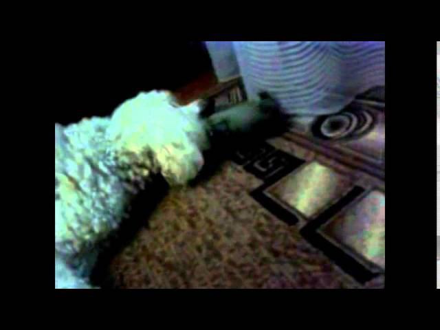 Пьер с ведром и кабаном смотреть онлайн