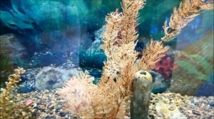 Fish in the aquarium-Рыбки в Аквариуме Абакан В здание мед экспертизы