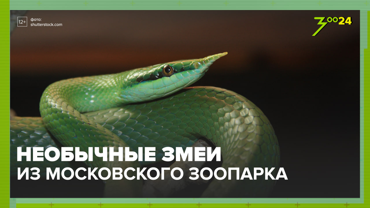Змеи| Московский зоопарк | ЗОО 24
