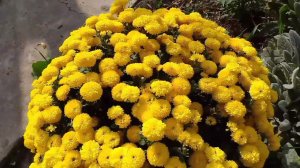 Золотая осень. Хризантема мультифлора.