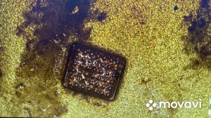 Ремонт Honor 7a PRO. Нет звука. Замена усилителя.