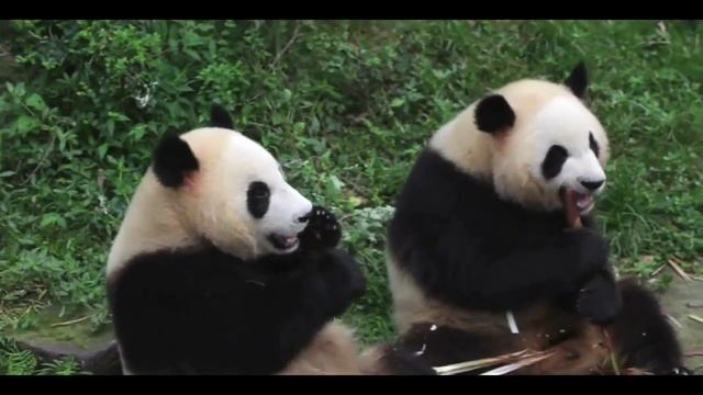 Funny Panda Приколы панды Прикольные панды кушают бамбук