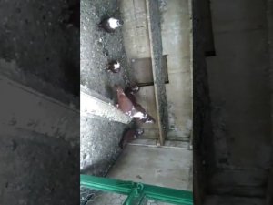 Краснодарские бойные голуби - Артамоны старопородние