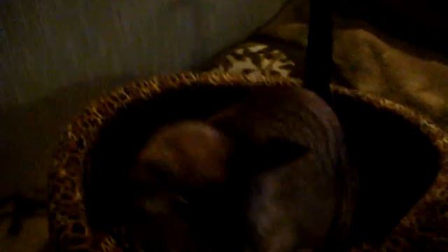 Орущий ориентал