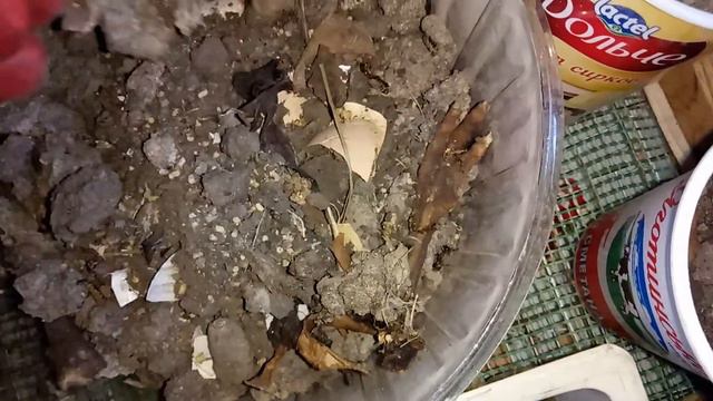 #Зофобас Барни откусили голову, и я его закопал( смотреть онлайн