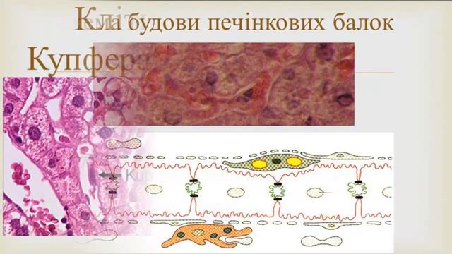 Печінка  Гістологічна будова печінки