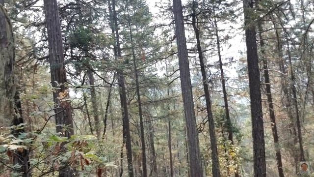 Oregon Rocks!: Rockhounding Oregon| Green Jasper смотреть онлайн