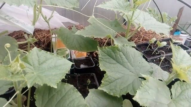 Формировка огурцов для РАННЕГО УРОЖАЯ / Зозуля и Апрельский