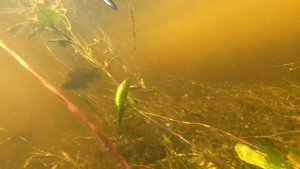 Подводная охота, село Зеленга Астраханской области. День 2