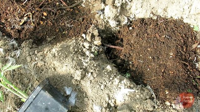 ЧТО Я ДОБАВЛЯЮ В ВОДУ ДЛЯ ПОЛИВА ПЕРЦА ПРИ ПОСАДКЕ.ЧТО НАДО ПОЛОЖИТЬ В ЛУНКУ ДЛЯ УВЕЛИЧЕНИЯ УРОЖАЯ