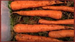 КОГДА УБИРАТЬ МОРКОВЬ