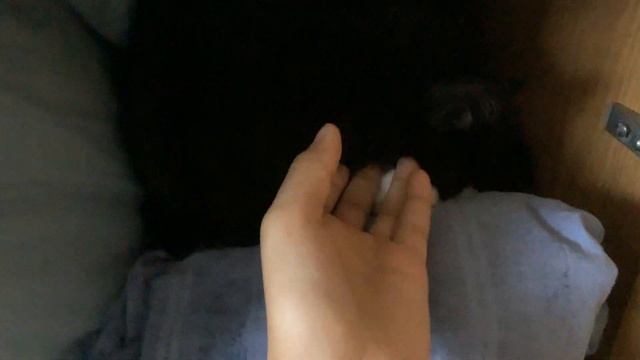 Кот Стив спит в шкафу смотреть онлайн