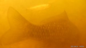 ЗИМНЯЯ прикормка - реакция рыбы по холодной воде. Подводная съемка рыбалки. Карась, плотва, уклейка