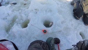 МОТОСОБАКА УБЕЖАЛА! ПОТЕРЯЛИ ГЛАВНОГО РЫБАКА! Рыбалка на лесной речке