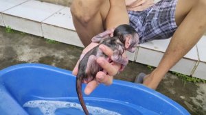 morning shower on the third day baby monkey Cila, cute and adorable Full HD