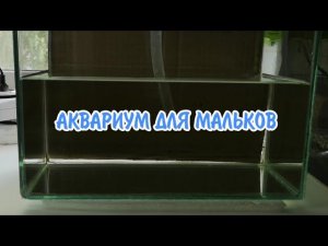 ЗАПУСТИЛ АКВАРИУМ ДЛЯ МАЛЬКОВ ЗОЛОТИСТОГО СОМИКА
