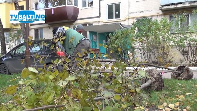 БиО проводит высадку деревьев в микрорайонах Бельц 16 11 20 смотреть онлайн