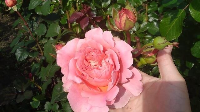 Rose//Etrusca Barni//Роза Этруска, Барни ч/г 2006 г! Даже коллекционер мечтает иметь её в саду!