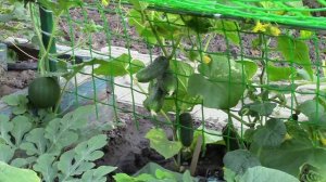 Огурцы на наклонной сетке . Урожай