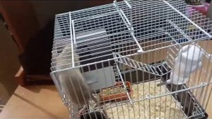 как поменять наполнитель для крыс если они убегают