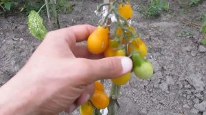 Томаты "Медовая капля" - помидоры на моем огороде