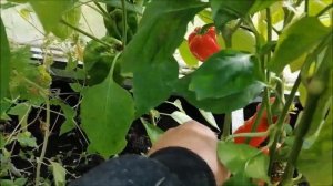 видеообращение ЭЛЕКТРОГРЯДКА