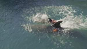 ✅Русский Трейлер"Дельфин   Трейлер - 2 сезон"