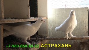 Продаются белые широкохвостые голуби!
