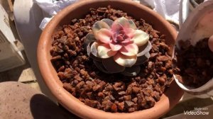 Poda da #echeveria RAINBOW