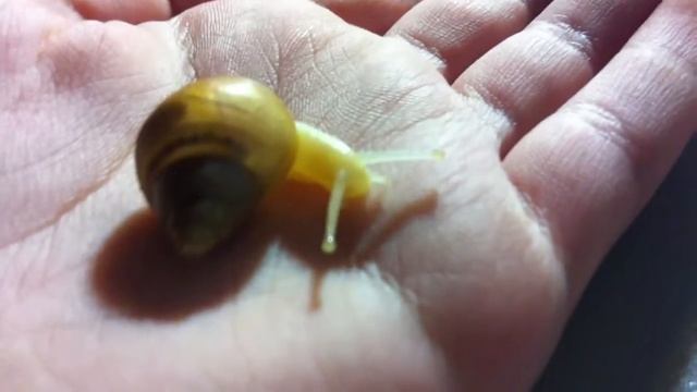 улитка ахатина фулика альбино боди смотреть онлайн