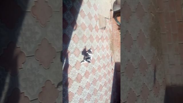 собака которая пухнет с голода смотреть онлайн