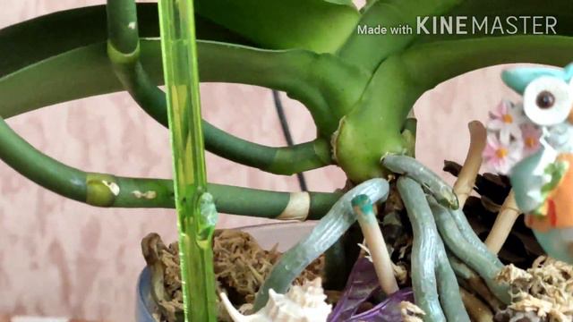 #Фаленопсисы преподносят сюрпризы. смотреть онлайн