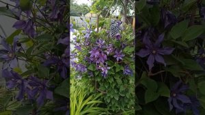 #клематис сизая птица