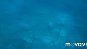 подводная охота черногория