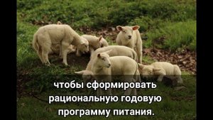 Как выращивать овец