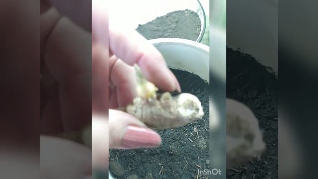 Комплексне заняття "Вирощування імбиру" смотреть онлайн