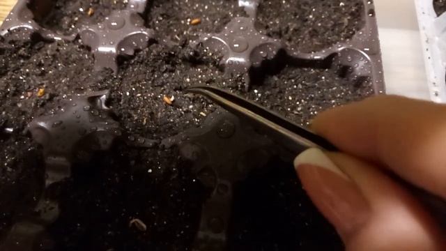 Посев бегонии и пеларгонии. Всхожесть 100%! смотреть онлайн