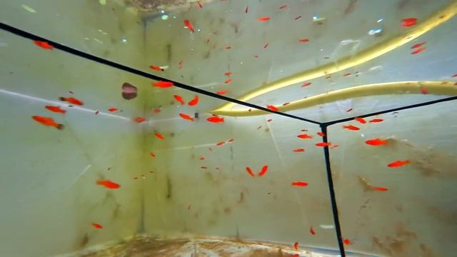 Запустил 200 штук красных меченосцев в бассейн 500 литров смотреть онлайн
