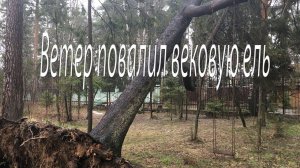 Ветер повалил вековую ель. Работа дровосеков.